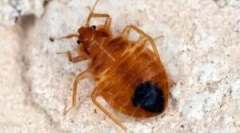 Selektywność błędów ugryzienia: dlaczego nie wszyscy gryzą